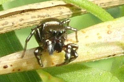 <i>Heliophanus</i>
