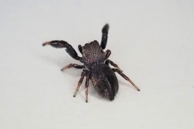 <i>Sibianor aurocinctus</i>