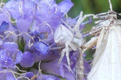<i>Thomisus onustus</i>
