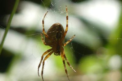 <i>Araneus diadematus</i>