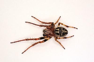 <i>Larinioides cornutus</i>