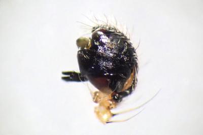 <i>Larinioides cornutus</i>