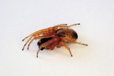 <i>Singa nitidula</i>