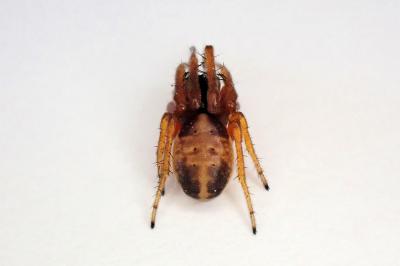 <i>Singa nitidula</i>
