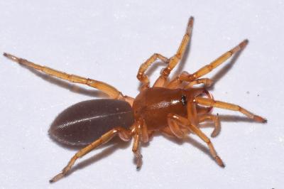 <i>Dysdera erythrina</i>