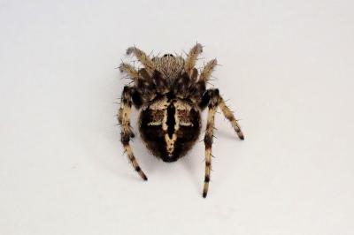 <i>Agalenatea redii</i>