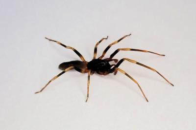 <i>Harpactea hombergi</i>