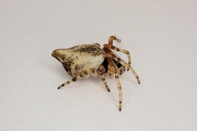 <i>Cyclosa conica</i>