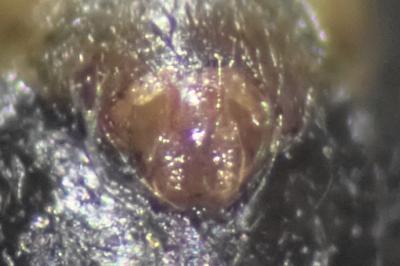 <i>Lepthyphantes minutus</i>