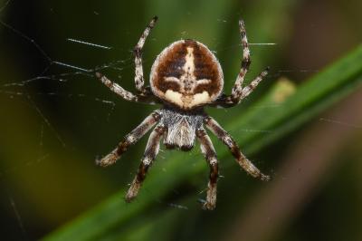 <i>Agalenatea redii</i>