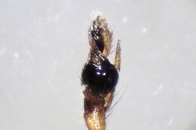 <i>Pachygnatha degeeri</i>