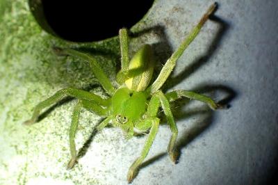 <i>Micrommata ligurina</i>