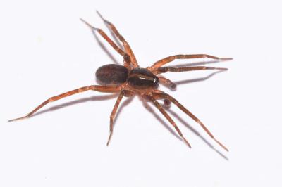 <i>Scotina celans</i>