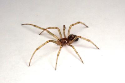<i>Steatoda triangulosa</i>