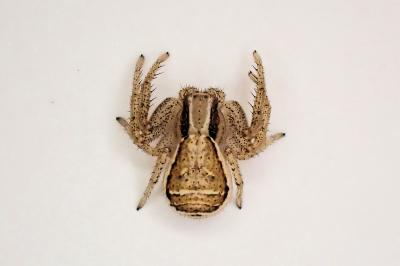 <i>Xysticus ulmi</i>