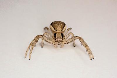 <i>Xysticus ulmi</i>
