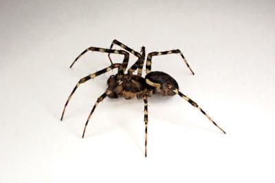 <i>Neriene montana</i>