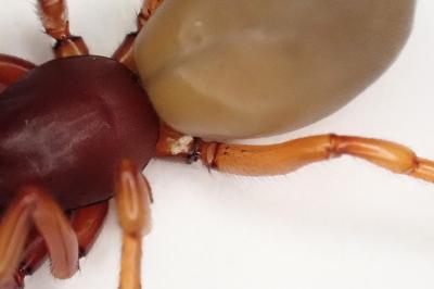<i>Dysdera crocata</i>