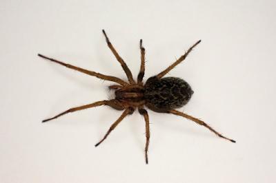 <i>Eratigena agrestis</i>