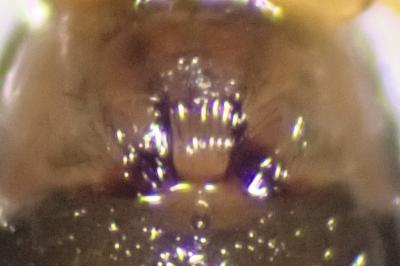 <i>Bathyphantes nigrinus</i>
