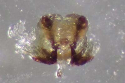 <i>Bathyphantes nigrinus</i>