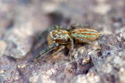 <i>Marpissa radiata</i>