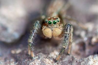 <i>Marpissa radiata</i>