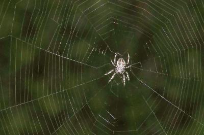 <i>Araneus diadematus</i>