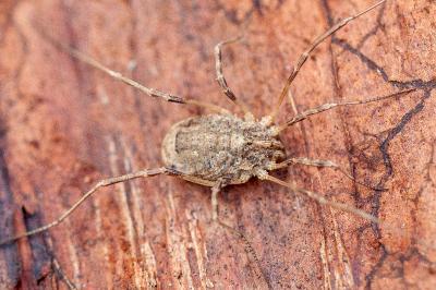 <i>Odiellus spinosus</i>