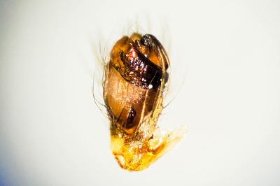 <i>Metellina segmentata</i>