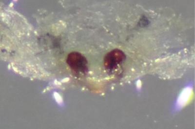 <i>Oxyopes nigripalpis</i>