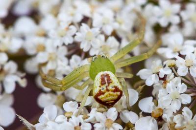 <i>Ebrechtella tricuspidata</i>