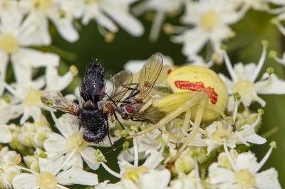 <i>Misumena vatia</i>