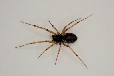 <i>Tenuiphantes tenuis</i>