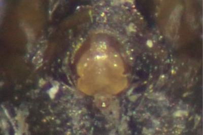 <i>Tenuiphantes tenuis</i>