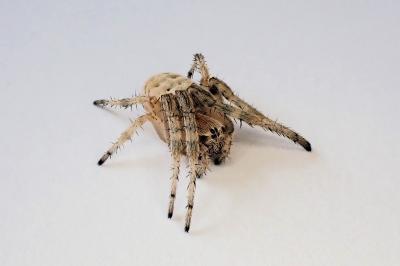 <i>Larinioides cornutus</i>