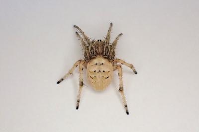 <i>Larinioides cornutus</i>