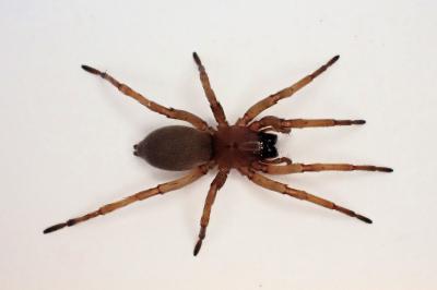 <i>Drassodex lesserti</i>