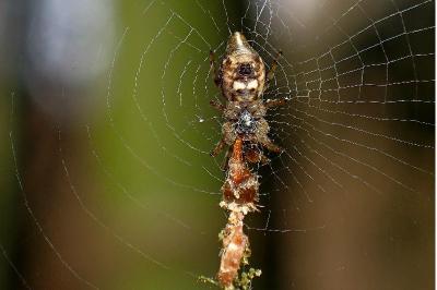 <i>Cyclosa conica</i>