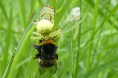 <i>Misumena vatia</i>