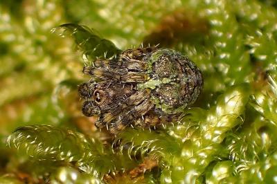 <i>Gibbaranea gibbosa</i>