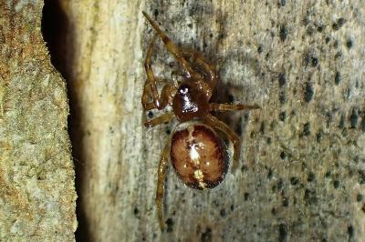 <i>Steatoda bipunctata</i>