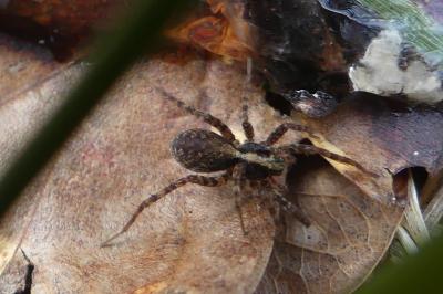 <i>Pardosa</i>