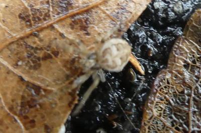 <i>Larinioides</i>
