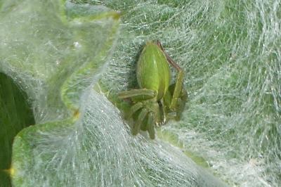 <i>Micrommata ligurina</i>