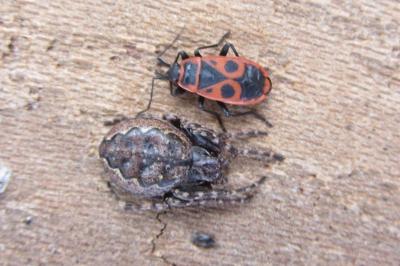 <i>Nuctenea umbratica</i>