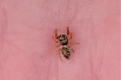 <i>Macaroeris nidicolens</i>