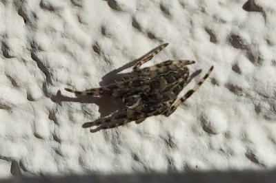 <i>Larinioides sclopetarius</i>