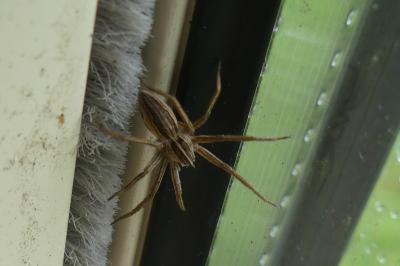 <i>Pisaura mirabilis</i>