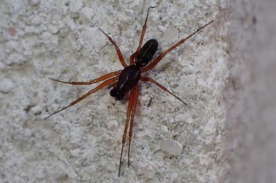 <i>Frontinellina frutetorum</i>